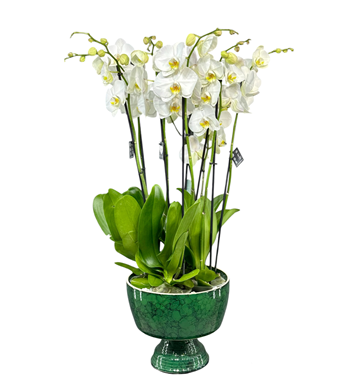 beyaz orkide 8 dal orkide seramik orkide orkide siparişi 