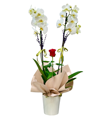Çift dal beyaz orkide, kırmızı gül, aşkın zarafeti, orkide 
